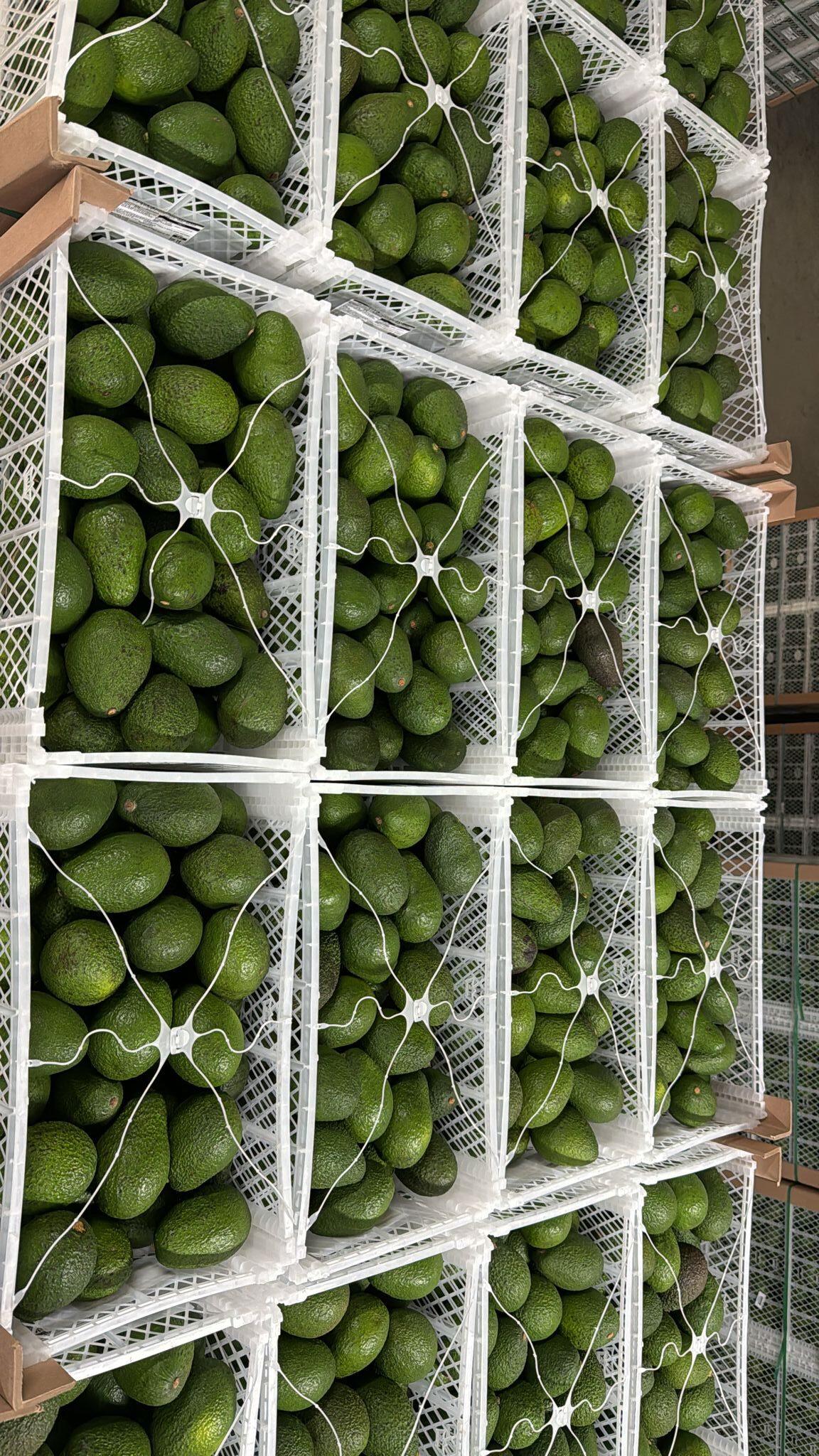 whatsapp image 2026 03 16 at 23.36.19 (1)