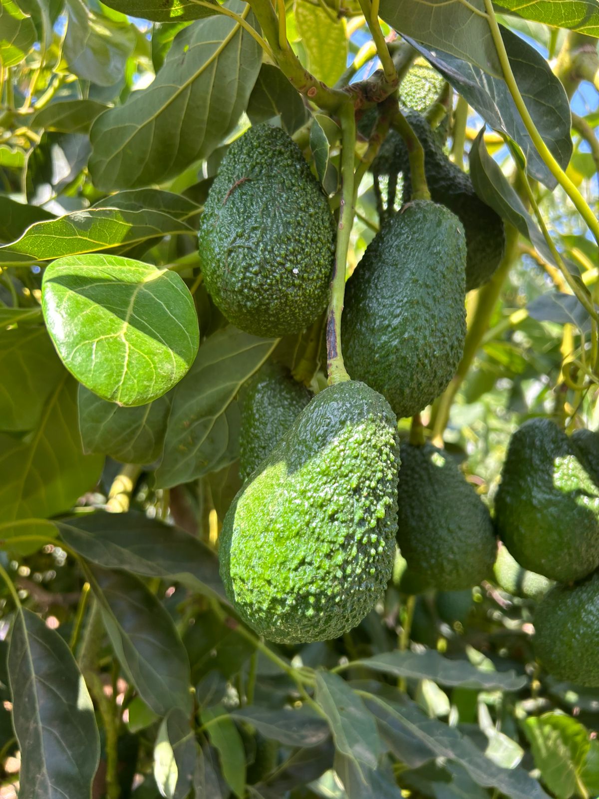 whatsapp image 2026 03 16 at 23.36.29